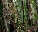Scientists at Luquillo have shown that carbon cycling by tropical forests is sensitive to climate.